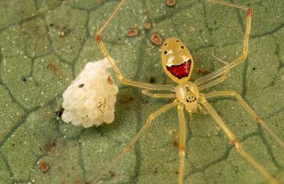 happy face spider