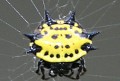 smiley face spider