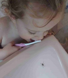 a spider in the sink