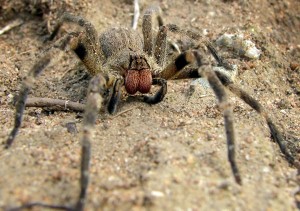 brazilian-Wandering-spider