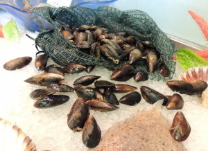 lobster pot mussels