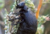meloe mediterraneus oil beetle